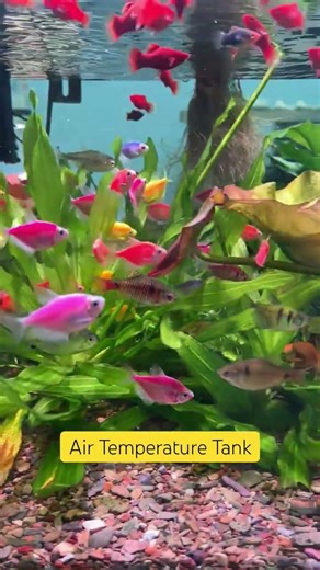 Many people don't know why or when to add nitrifying bacteria. #fishbowl #bacteria #bacterialgrowth