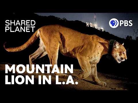 What Was a Mountain Lion Doing in Hollywood? | Shared Planet