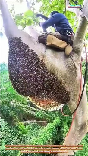 The Art of Beekeeping: Using Smoke to Calm Bees for Honey Harvesting