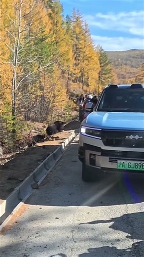 Moment Bear Grabs Tourist’s Pants After She Gets Too Close For Photo
