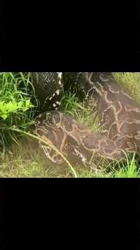 The biggest python in the world