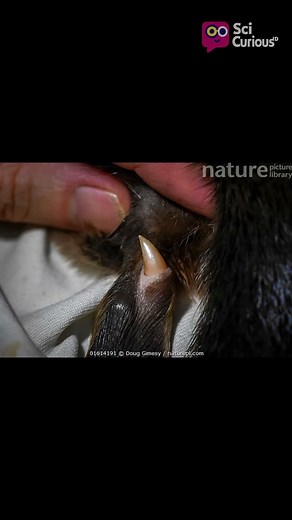 Platypus: Nature’s Weirdest Mammal