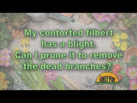 My contorted filbert has a blight. Should I prune the dead branches?