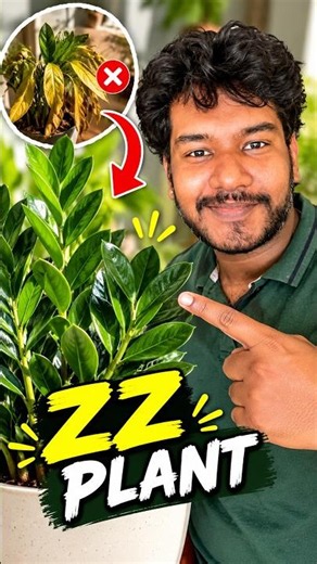 🌿 Growing a ZZ Plant? Stop making these 3 mistakes immediately! 😱