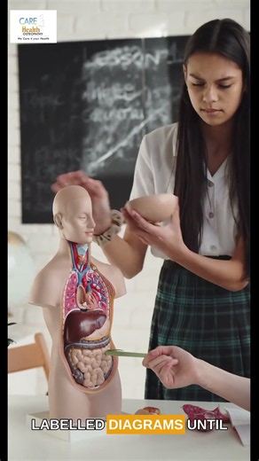 How to Pass an Anatomy Practical Exam (OSCE)