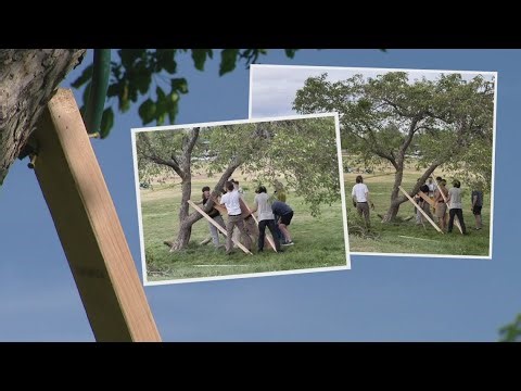 How a Boulder neighborhood pulled together to pull a tree back up