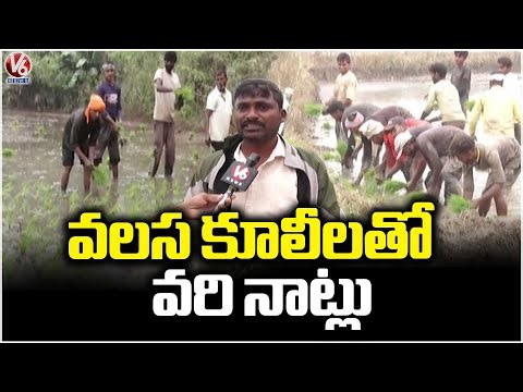 Migrant Workers Engage in Paddy Planting at Nalgonda Fields | V6 News