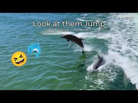 Mandurah Dolphins Jumping 🐬 | Wild Dolphin Cruise in Mandurah, Western Australia