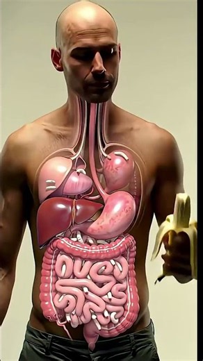 The Journey of Food: 3D Digestive System & Parasite Worms Explained​#DigestiveSystem​#HumanAnatomy​