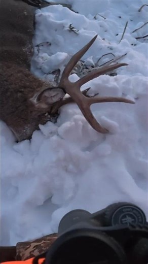 A 6.5 Year Old Farm Legend - The Shot & Walk Up