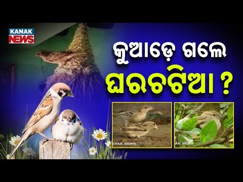 National Bird Day 2026 | Protecting Birds as Sparrow Vanishes Before Our Eyes