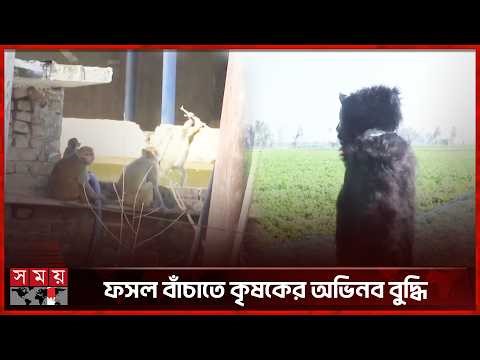 ভারতে ফসল বাঁচাতে ভালুক সেজে মাঠে কৃষক! | India | Farmers | Monkey | Somoy TV