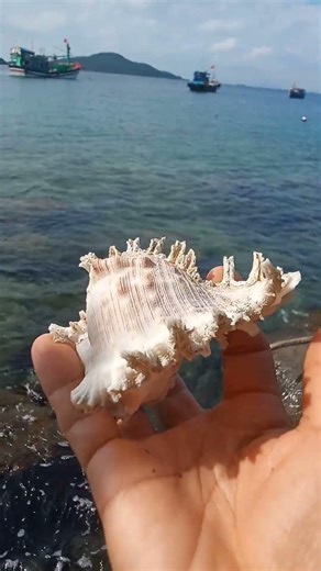 Beautiful Kim Khoi Shell Found on the Beach! 🐚✨ #shelling