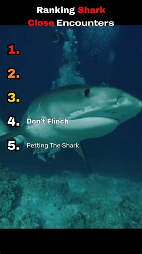 Ranking shark encounters from calm to terrifying #shark #wildlife