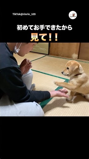 初めてお手ができた！｜PECO