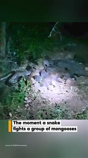 1 vs. 10: The Python's Desperate Race for Survival!😱 #animalfight