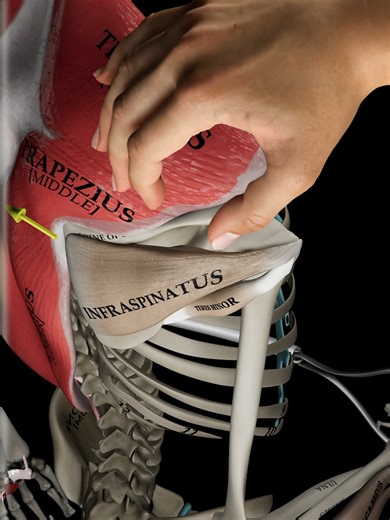 Shoulder External Rotation: Stabilize Scapula Properly