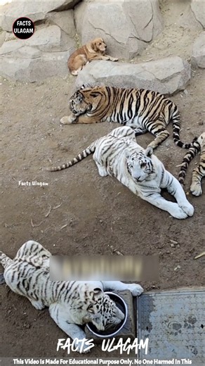 Golden Retriever Adopts Tiger Cubs 😍| Facts Ulagam_#shorts