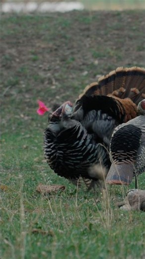 Archery Turkey Headshot