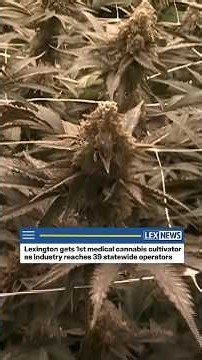 As first marijuana cultivator opens in Lexington, Beshear says medical marijuana program is working