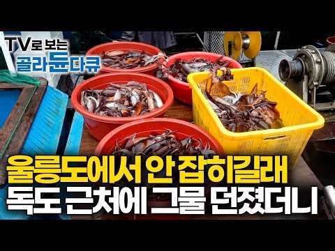 "통장에 3,700만 원 찍혔습니다" 울릉도에서 안 잡히길래 독도까지 찾아가 만선 터뜨린 어부들｜극한직업｜#골라듄다큐