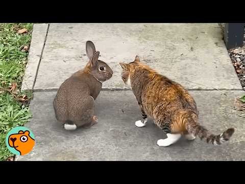 Rabbit Keeps Coming Back To Visit His Cat Friend | Cuddle Buddies