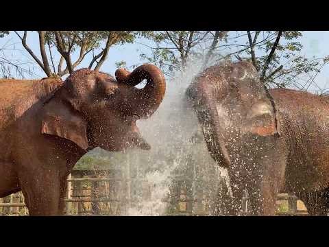 Elephant Nam Phueng and Thung Thong Cool Off by the Fountain - ElephantNews