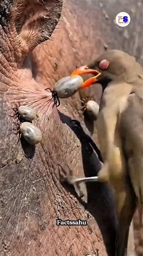 Oxpecker Bird: The Doctor of Wild Animals | One Bird That Helps Every Wild Animal | #short #animals