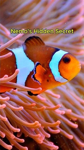 The big secret about Clownfish Nemo you didn't know #marinemystery #wildlife #oceansecrets