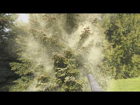 When This Tree Hit Peak Pollen… It Went Nuclear – GenX Right Now | Acreage Life