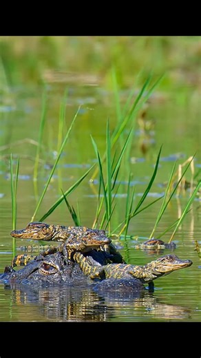 Alligator eggs hatching #wildlife #animals #nature #naturelovers #alligator | Wondersofjungle