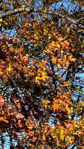 Legendary N&W Class J No. 611 steam locomotive charging ahead, massive smoke, power, history and speed alive 🚂🔥 | Satya Singh79