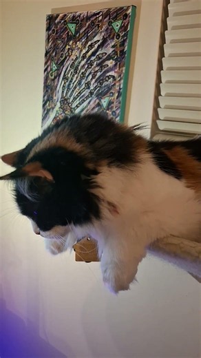 Dis cat is visible!