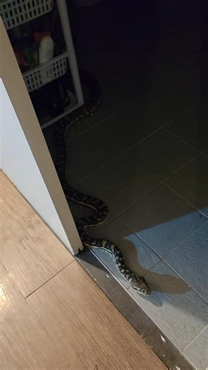 Watch: Large python makes midnight visit to home's bathroom