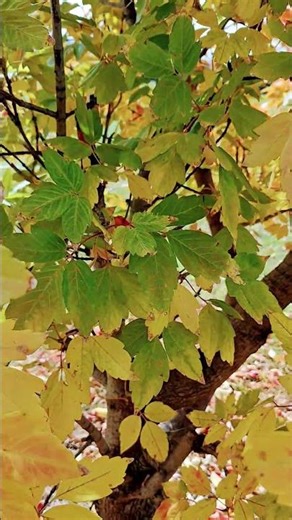 ​Golden Leaves Falling: Nature’s Masterpiece 🌟