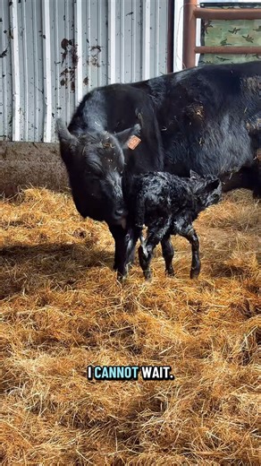 They did what I said for once!!!😂🩷🐮 | Katie Van Slyke