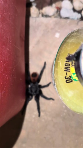 OMG! Tarantula Season Is BACK! #shorts #spider #nature