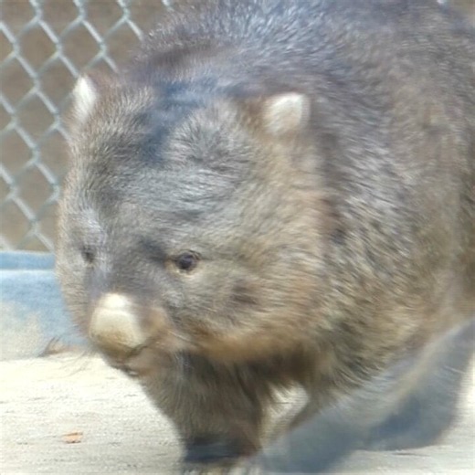 𝑚𝑎𝑟𝑢(ﾏﾙ) on X: "世界ウォンバットの日 今年はフクちゃんで🥜 2022-01撮影 #五月山動物園 #ウォンバット #worldwombatday" / X