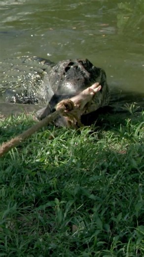 Jeremy Wade plays tug of war with a caiman 💪