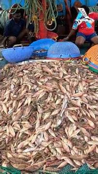 WOW 🤩 Huge Small Fish Catch Today #fishing #seafishing #chennaifishing #fishboat