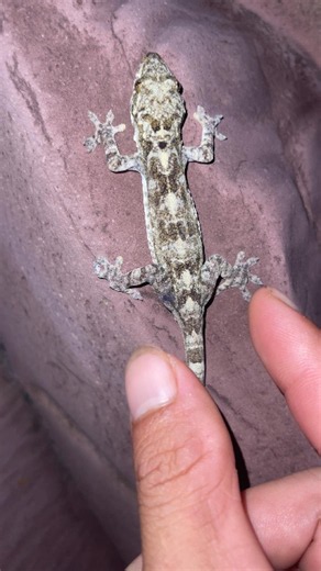 You Won’t Be Able to Stop Laughing at These Creatures! 😂🐸 #funny#frogs#funny frog