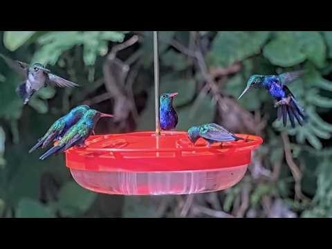Violet-bellied Hummingbirds Dominate Feeder Cam At Canopy Tower | Sept. 29, 2026