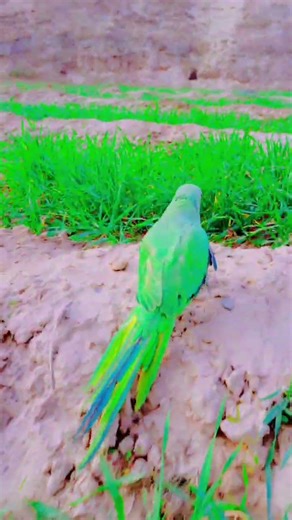 green parrot🦜