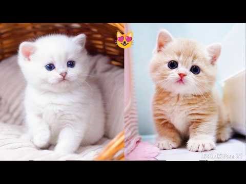Adorable Kitten Moments 🐾 | Live • Cute& Naughty Part 37