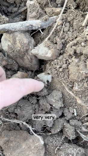 Teensy Birdie! #arrowhead #arrowheadhunting #nativeamerican #artifact #artifacthunting #rockhounding