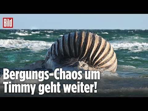Timmy liegt weiter vor Anholt! Wird sein Kadaver heute endlich geboren? Jetzt LIVE bei BILD