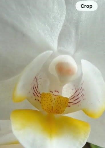 Alien face inside the flower? #aliens #scifishorts #alienshorts #greyaliens #flowers