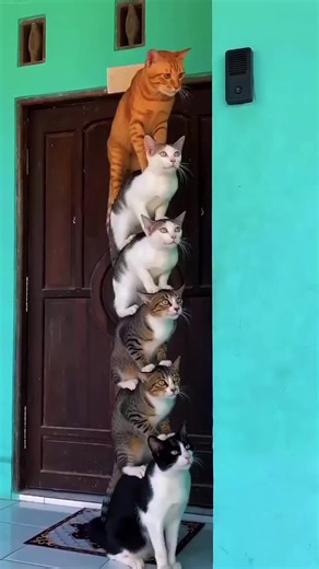 Top 10 Funniest Cat Moments Compilation