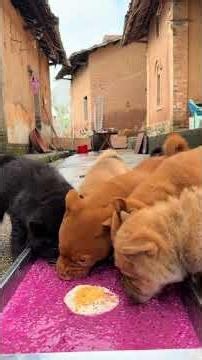 Hoy comí arroz con huevo guisado #Perro de la campiña china# Cinco rojos #Cinco negros