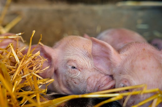 Weekly Vet Report: A first for canine Chiari-like malformation, pseudorabies returns to US commercial swine, & more | dvm360